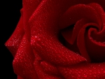 Red rose
