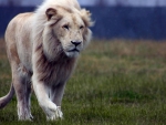 WHITE LION