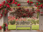 the bench in a rose garden