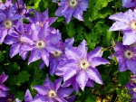 Clematis