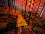 Autumn forest