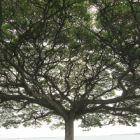 Serenity on Beach Coast