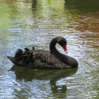 Black Swan