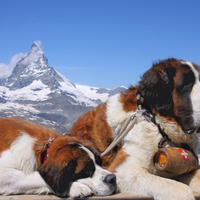 Saint Bernards