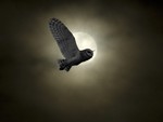 OWL flying by the moon