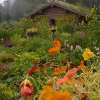 Alaskan Garden