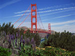 Golden Gate Bridge and Lupine San Francisco California