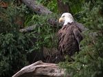 Bald Eagle HD