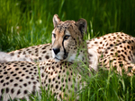Cheetah Full HD