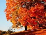 the beauty of autumn
