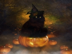~Halloween Black Cat~
