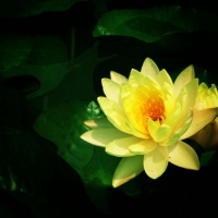 Yellow Lotus