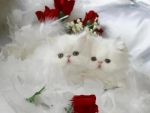 red roses and white fluffy kittens