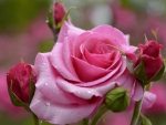 Pink roses