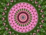 Pink flowers mandala