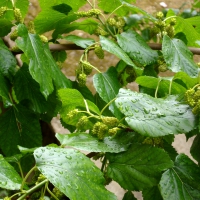 Mulberry Tree