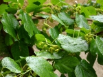 Mulberry Tree
