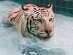 Tiger in Bathtub