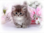cute kitty
