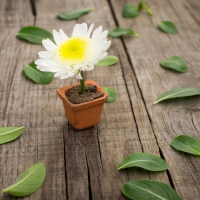 *** Lonely daisy ***