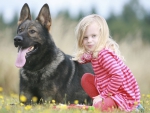 german shepherd
