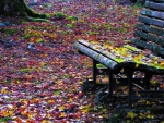 Bench in the fall leaves