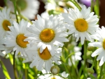 *** Daisies ***