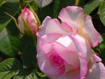 Beautiful pink rose and bud