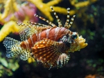LIONFISH