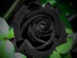 Exotic black rose