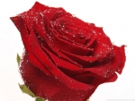 Single red rose