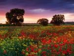 Field of Flowers