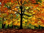 AUTUMN TREE