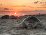 Turtles At Sunset!