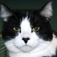 The well dressed cat