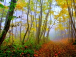 Beautiful Forest