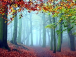 Beautiful Forest