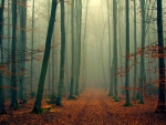 Beautiful Forest