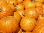 pumpkin patch