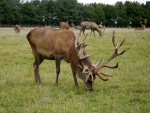 Red Deer