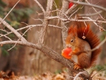 cute squirrel