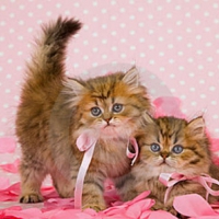 Chinchilla Persian Kittens