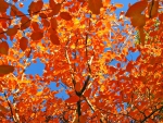 autumn tree