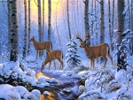 Winter in forest