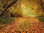 Autumn Path In The Woods!