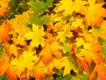 Bright Fall Leaves!