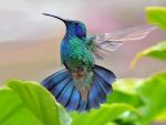 Gorgeous Hummingbird