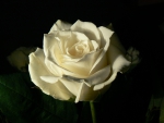 White Rose