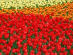 Yellow,Orange and Red Tulips!