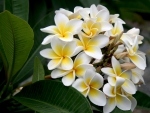 Plumeria